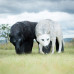 Wildcrete Wolf white
